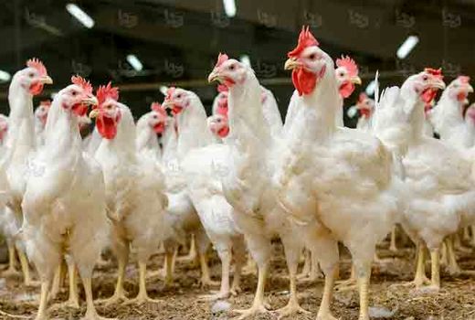 آغاز اجرای طرح خرید نقدی مرغ در فارس