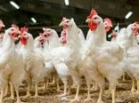آغاز اجرای طرح خرید نقدی مرغ در فارس
