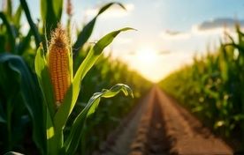 افزایش ۴۰ درصدی عملکرد ذرت شیرین با نانوسلنیوم و قارچ‌های زیستی در ایران