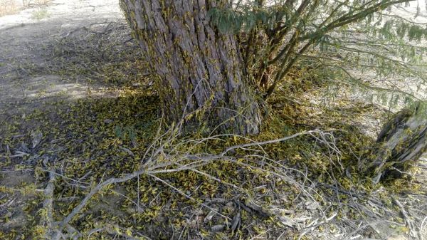 مبارزه باملخ صحرایی دربیش از53 هزارهکتارازمراتع سیستان وبلوچستان