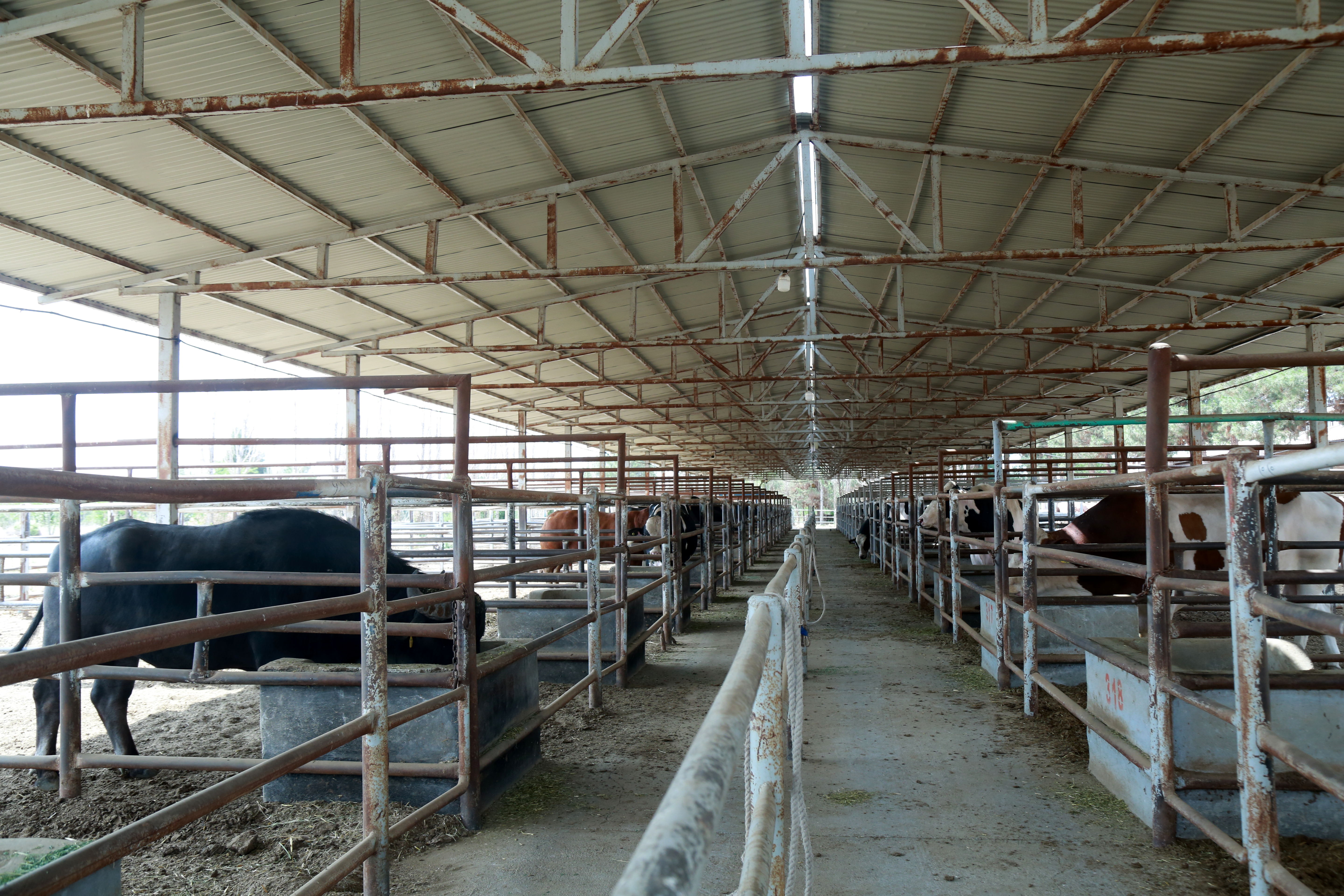   مرکز ملی ژنتیک دامی   