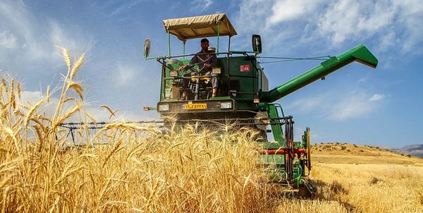 پیشبینی افزایش 2 برابری خرید تضمینی گندم از کشاورزان اصفهانی