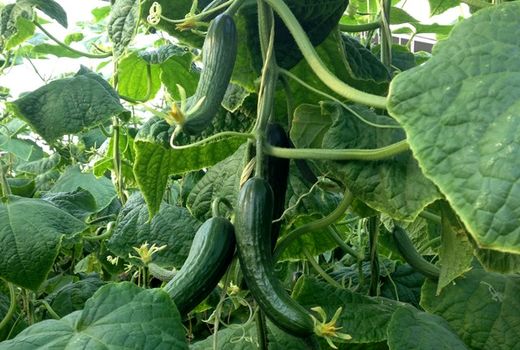 کاهش 30 درصدی کشت خیار تونلی در چادگان به دلیل کم آبی