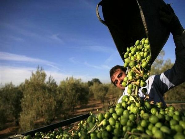 ۱۸ هزار تن زیتون از باغات استان قزوین برداشت می‌شود