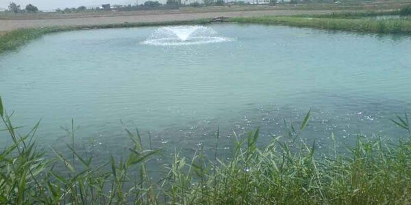 ماهی‌دار کردن و پرورش کپور ماهیان در استخر های ذخیره آب کشاورزی