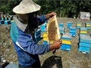 زنبورداری در استان‌های جنوبی باید توسعه یابد