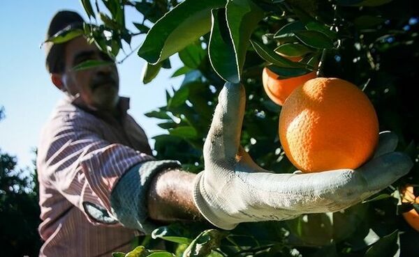 عرضه بالغ بر70 هزار تن مرکبات از کازرون به کشور