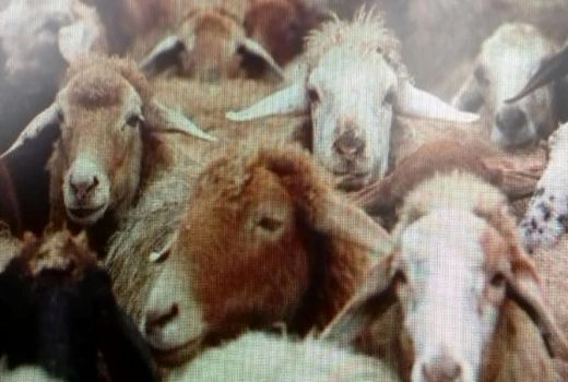 بررسی مسائل و مشکلات اجرای طرح هویت گذاری (پلاک کوبی) دام در شمیرانات