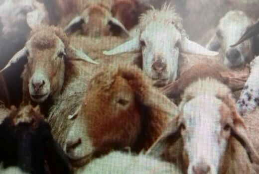 بررسی مسائل و مشکلات اجرای طرح هویت گذاری (پلاک کوبی) دام در شمیرانات