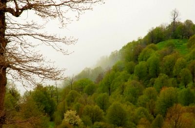 توسعه زراعت چوب در گیلان موجب حفظ جنگل ها و اشتغالزایی می شود