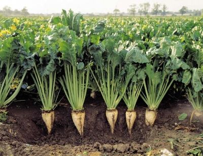 معرفی رقم کم آب‌بر چغندر قند دستاورد مهم دولت یازدهم/ تولید چغندر علوفه‌ای برای نخستین‌بار/ معرفی سه رقم جدید مقاوم به تنش‌های زنده، آفات و بیماری‌های مهم چغندر قند در سال جاری