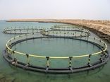 جذب 12 گروه سرمایه‌گذار ماهی در قفس در بندرلنگه/ 1000 تن ماهی سوف و شانک آماده برداشت