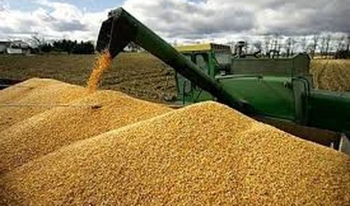 خرید تضمینی گندم در کهگیلویه و بویراحمد از مرز ۱۵ هزار تن گذشت