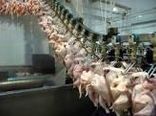 کلنگ زنی کشتار گاه صنعتی طیور شهرستان بستک