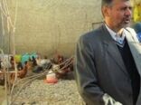 اجرای طرح ملی واکسیناسیون طیور روستایی علیه بیماری نیوکاسل در گلستان