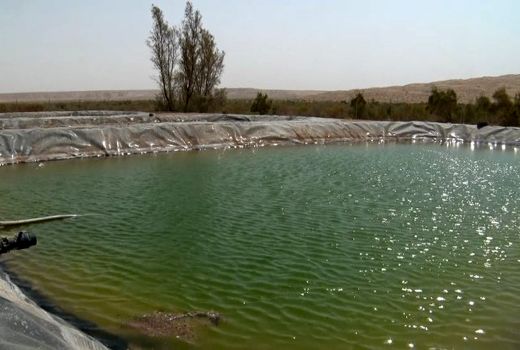 پرورش میگوی آب شور در دل کویر