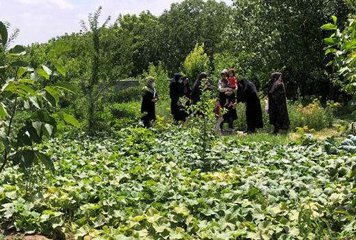 آموزش و ترویج تغذیه سالم در جامعه زنان روستایی و عشایری با ایجاد باغچه های خانگی در شهرستان بناب