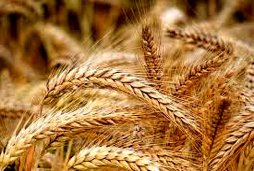 خرید تضمینی ۵۳ هزار تن گندم در آذربایجان شرقی