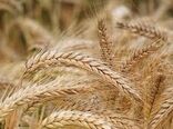 شگردهای موفقیت در برداشت بالای گندم 