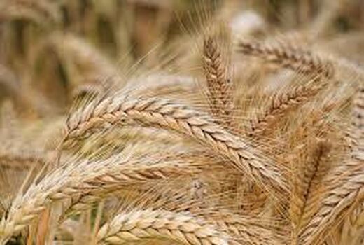 خرید تضمینی ۵۳ هزار تن گندم در آذربایجان شرقی