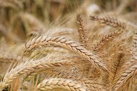 کاشت گندم در قالب نظام زراعی گندم بنیان