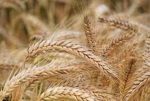 ۱۵۵ هزار هکتار از اراضی کشاورزی استان قزوین زیر کشت گندم خواهد رفت