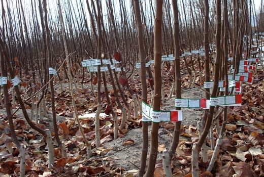 تولید سالانه بیش از 5 میلیون اصله نهال استاندارد و شناسنامه دار در اصفهان