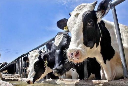 رشد 12 درصدی دام سنگین کشور در فصل پاییز