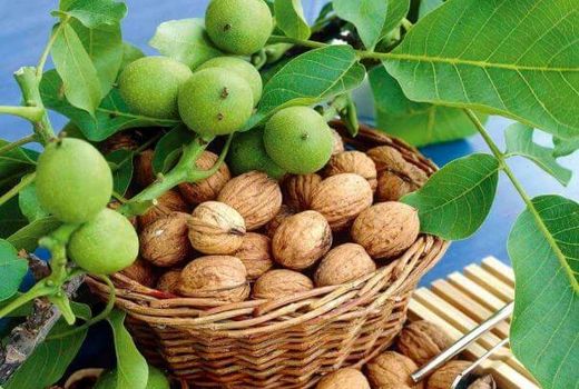 تولید 2700 تن گردو در سپیدان 