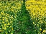 آغاز کشت کلزا در مزارع سیستان و بلوچستان