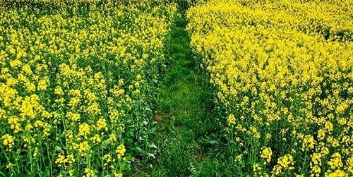  تولید ۴۵۰۰ تن کلزا در شهرستان فیروزآباد