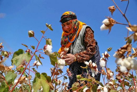 تولید پنبه در خنج افزایش یافت