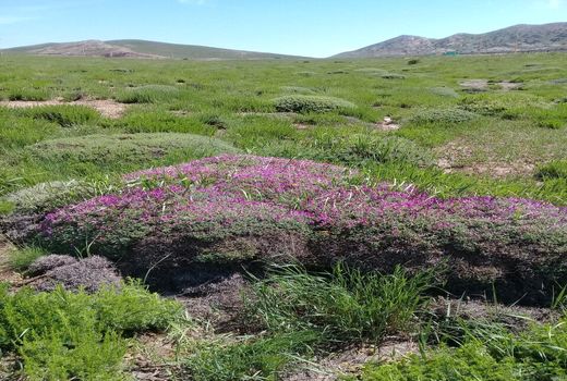 2357 هکتار از اراضی ملی استان سمنان کپه کاری و بذرپاشی شد