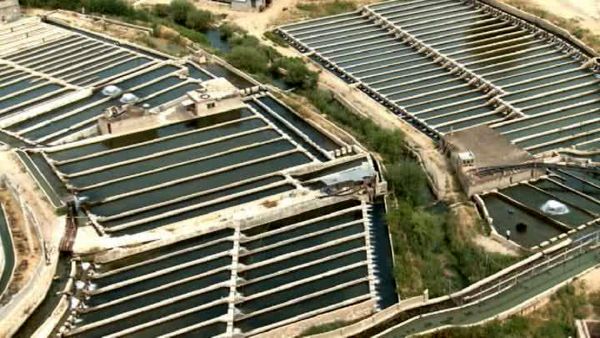 تولید سه هزار و 600 تن ماهی قزل آلا در شهرستان اردل