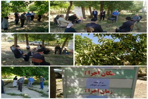 برگزاری کارگاه آموزشی شناسایی و کنترل آفات و بیماریهای درختان میوه 