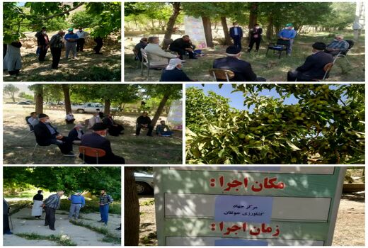 برگزاری کارگاه آموزشی شناسایی و کنترل آفات و بیماریهای درختان میوه 