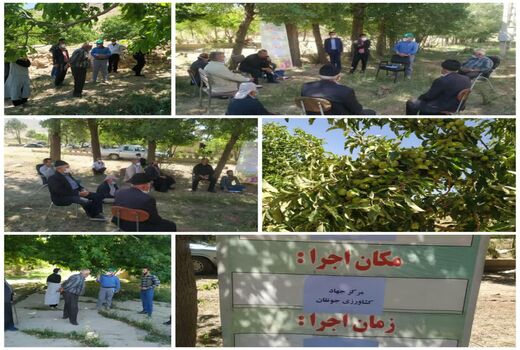 برگزاری کارگاه آموزشی شناسایی و کنترل آفات و بیماریهای درختان میوه 