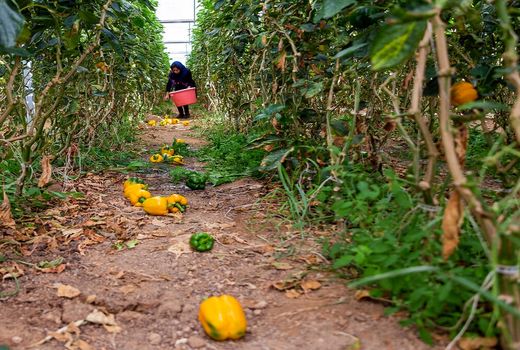 انگیزه برای توسعه کمی و کیفی صنعت کشاورزی اصفهان وجود دارد