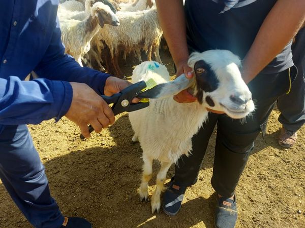  مدیریت علمی گله با هویت‌گذاری و رکوردگیری دقیق محقق می‌شود