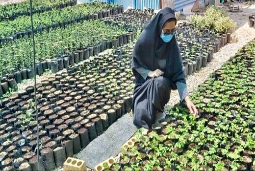 تولید نهال گیاهان دارویی مورینگا در لارستان