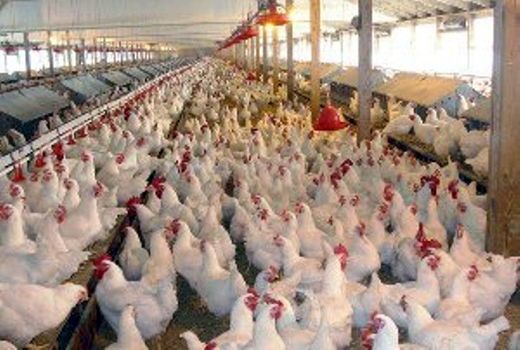 افزایش 28 درصدی تولید گوشت مرغ در استان خوزستان