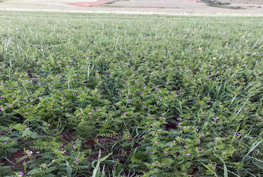 اجرای سیستم تولید گراس - لگوم و کشت خالص لگوم در شهرستان خداآفرین