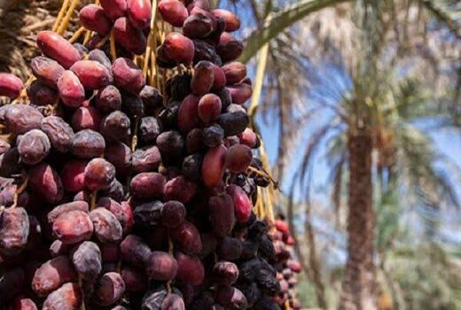 پژوهش، محور ارتقای بهره‌وری و توسعه زنجیره ارزش خرماست