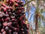 پژوهش، محور ارتقای بهره‌وری و توسعه زنجیره ارزش خرماست