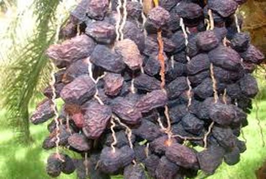 راهکارهای مردمی مقابله با عارضه خشکیدگی خوشه خرما در شهرستان‌های شرقی کرمان