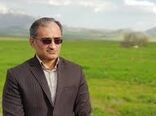 کلزاکاران مناطق گرمسیری مزارع  خود را علیه آفت سنک سمپاشی نمایند
