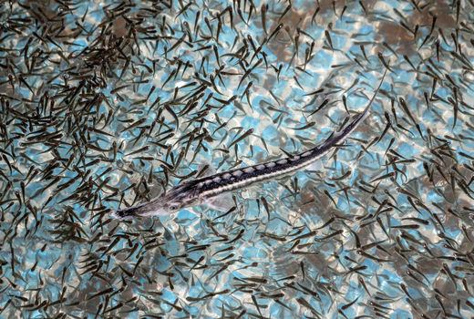 بچه‌هایی که رهسپار دریا شدند