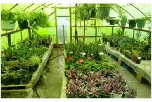 افتتاح چهار طرح گلخانه ای در مازندران/ هزینه 67 میلیاردی