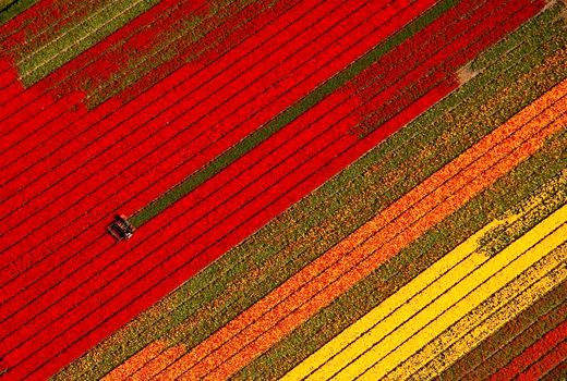  مزرعه لاله‌ها