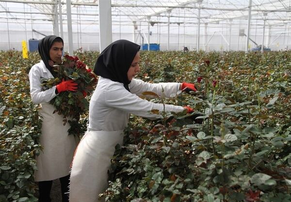 68 طرح گلخانه‌ای در استان سمنان در دست اجرا است